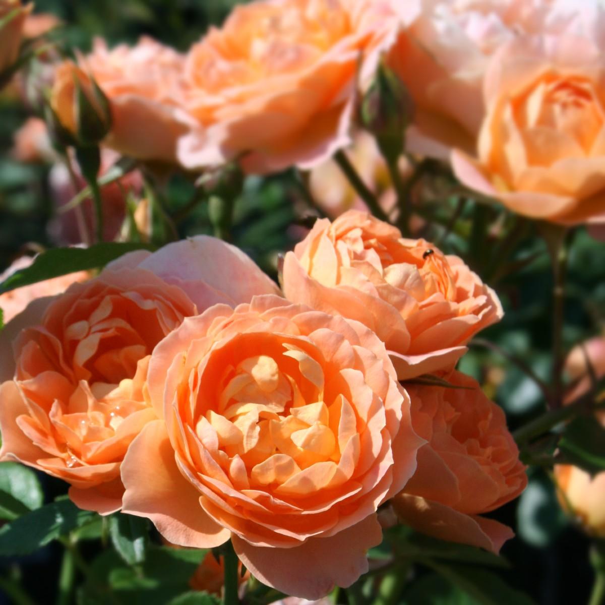 Apricot Roses - Henry Street Nursery