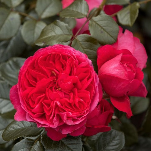 Small Climbing Roses