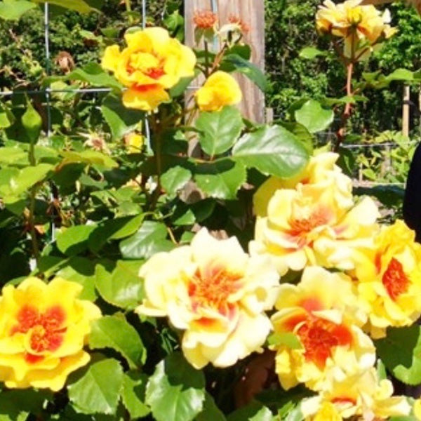 Bee Friendly Roses