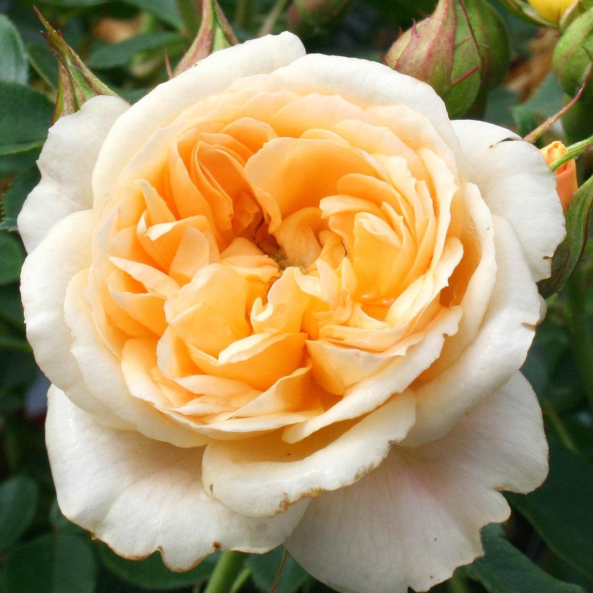 Birthday Roses - Henry Street Nursery