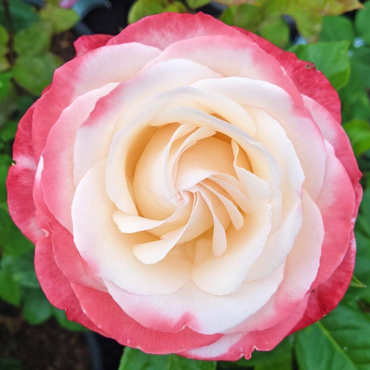 Cottage Garden Roses - Henry Street Nursery