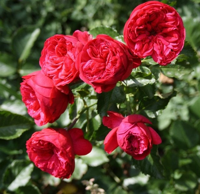 Piano (Floribunda, Bush)