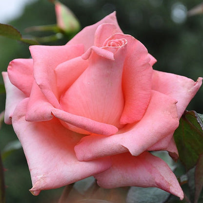 Cloud 9 (Hybrid Tea, Bush)