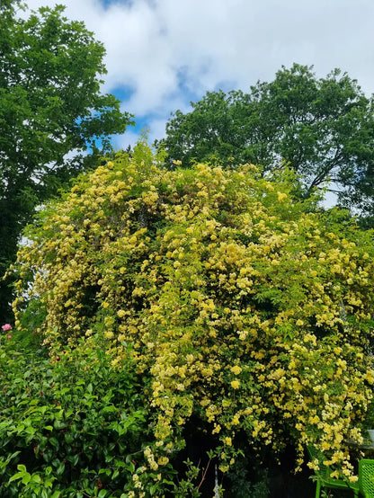 Banksia Lutea (Rambler)