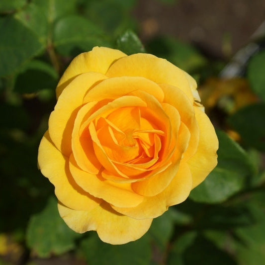 You Are My Sunshine (Hybrid Tea, Bush)