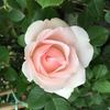 Clair Renaissance (Shrub, Bush)