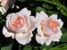 Clair Renaissance (Shrub, Bush)
