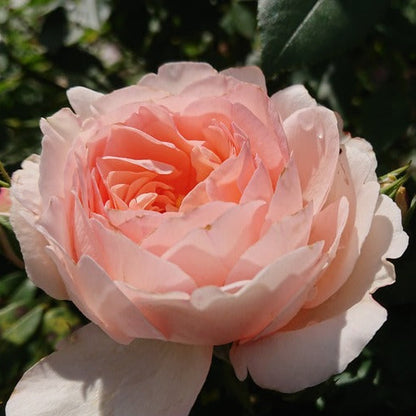 Clair Renaissance (Shrub, Bush)