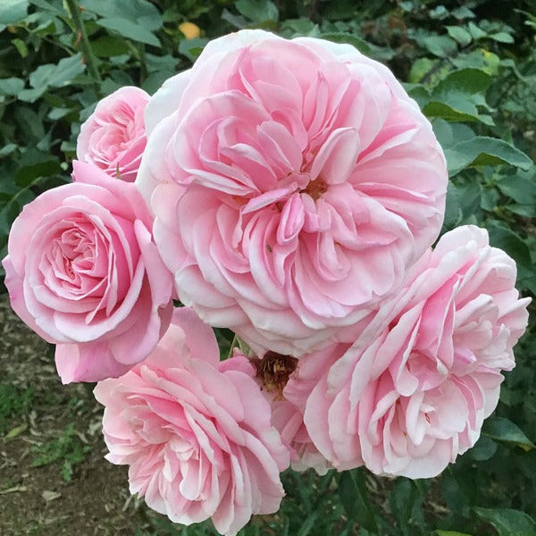 Lilac Wine (Floribunda, Bush)