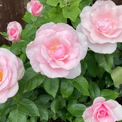 Let there be Love (Floribunda, Bush)