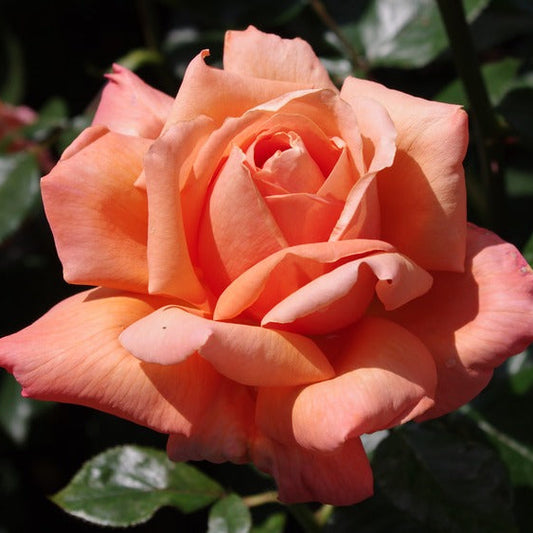 Heart of Gold (Hybrid Tea, Bush)