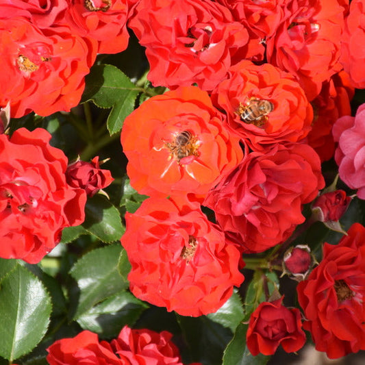 Grandpa's Rose (Floribunda, Bush)