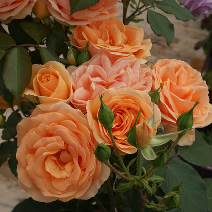 Perfect Pet (Floribunda, Bush)