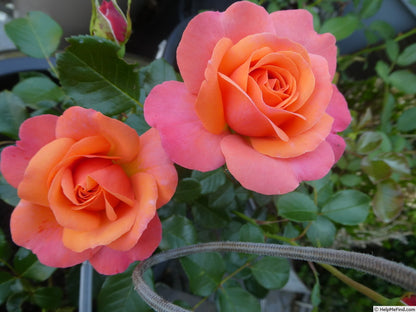 Coral Gardens (Floribunda, Bush)