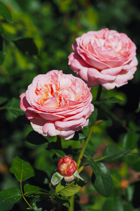Sweet Romantica (Hybrid Tea, Bush)