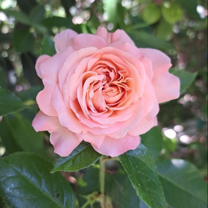 Sweet Romantica (Hybrid Tea, Bush)