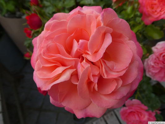 Coral Gardens (Floribunda, Bush)