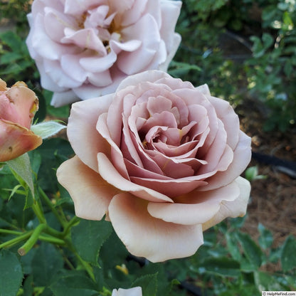 Koko Loko (Floribunda, Bush)