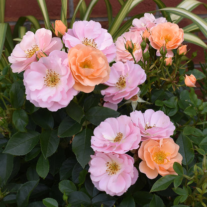 Loyal Companion (Floribunda, Bush)