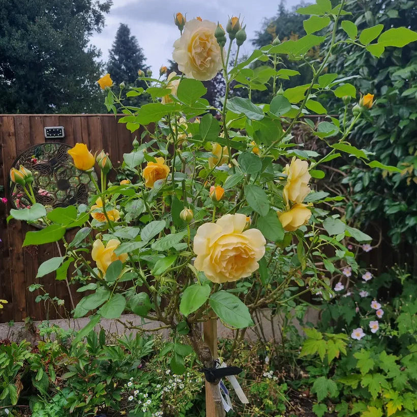 Absolutely Fabulous (Standard 1m Stem)