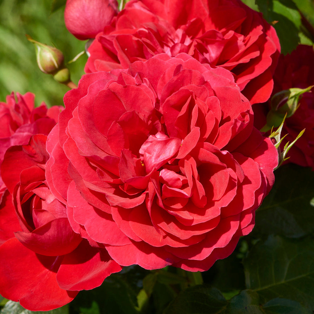 Grenada (Floribunda, Bush)