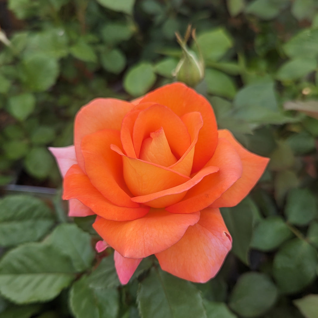 Regular Roses Standard Roses | Henry Street Nursery