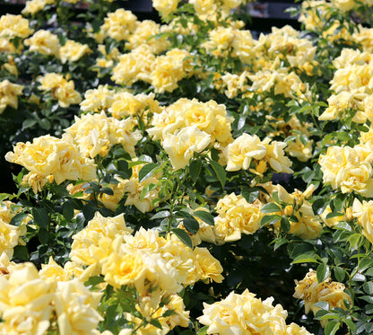 Flower Carpet Gold (Bush)