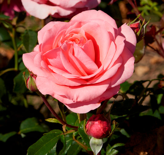 Precious Memories (Hybrid Tea, Bush)