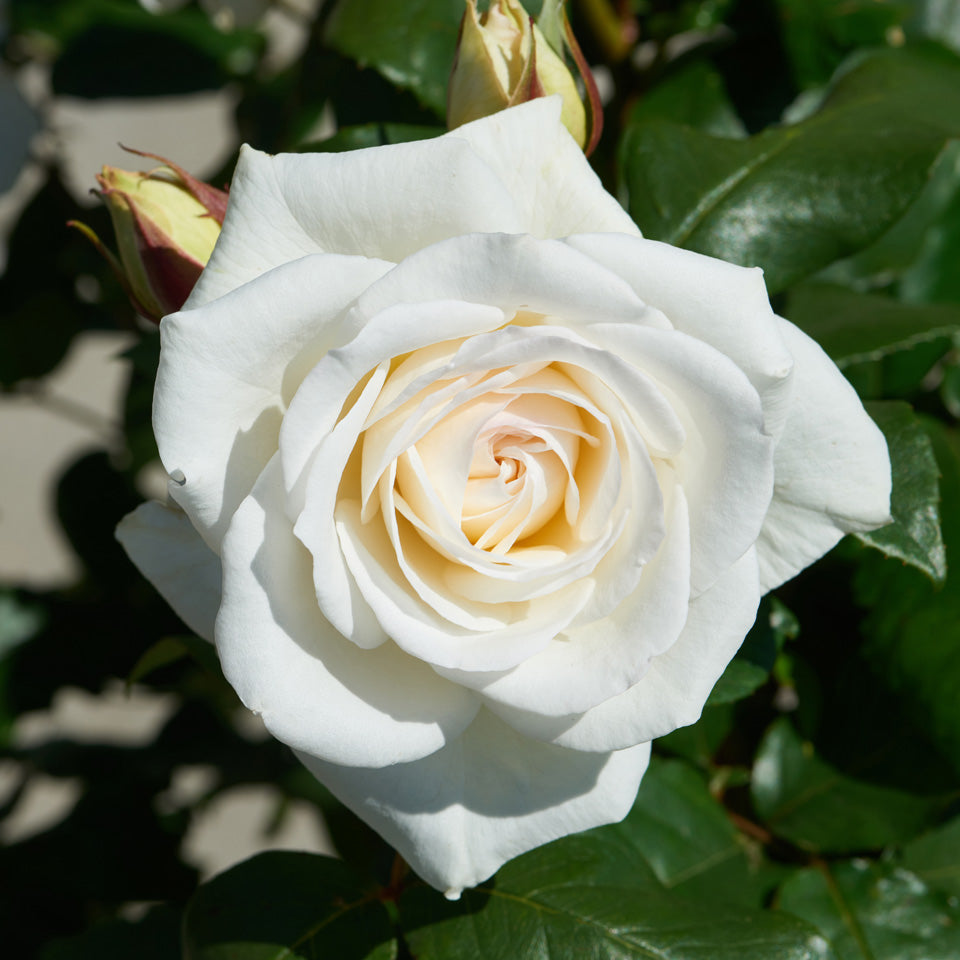 Serenity (Hybrid Tea, Bush)