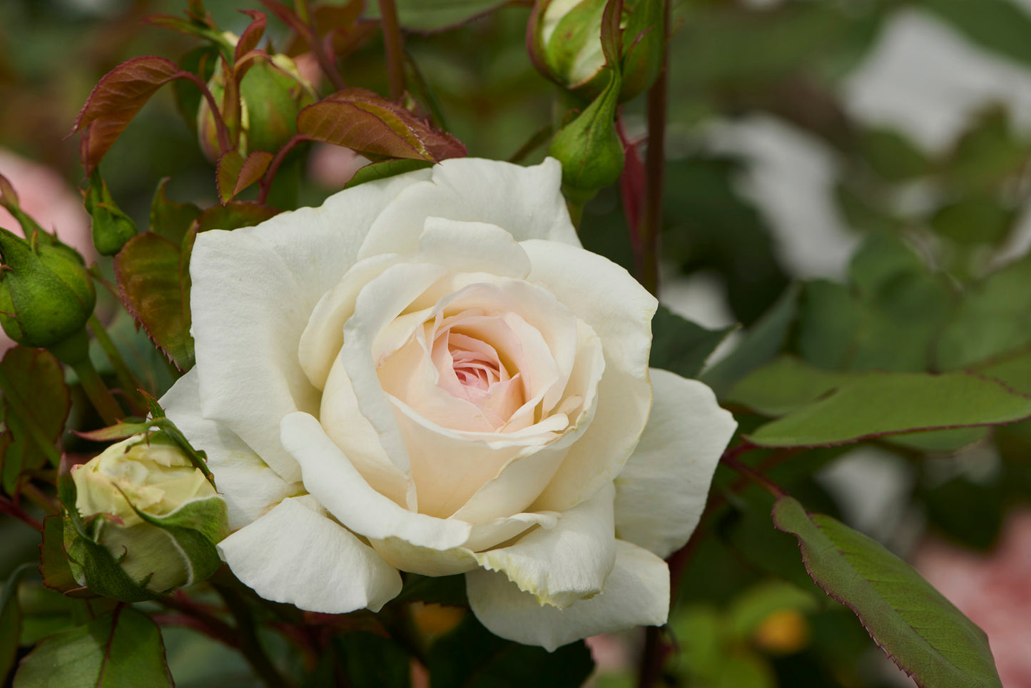 Serenity (Hybrid Tea, Bush)