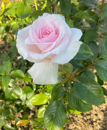 A Whiter Shade Of Pale (Bush)