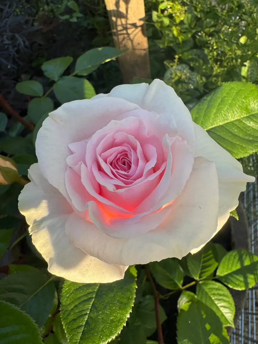 A Whiter Shade Of Pale (Bush)