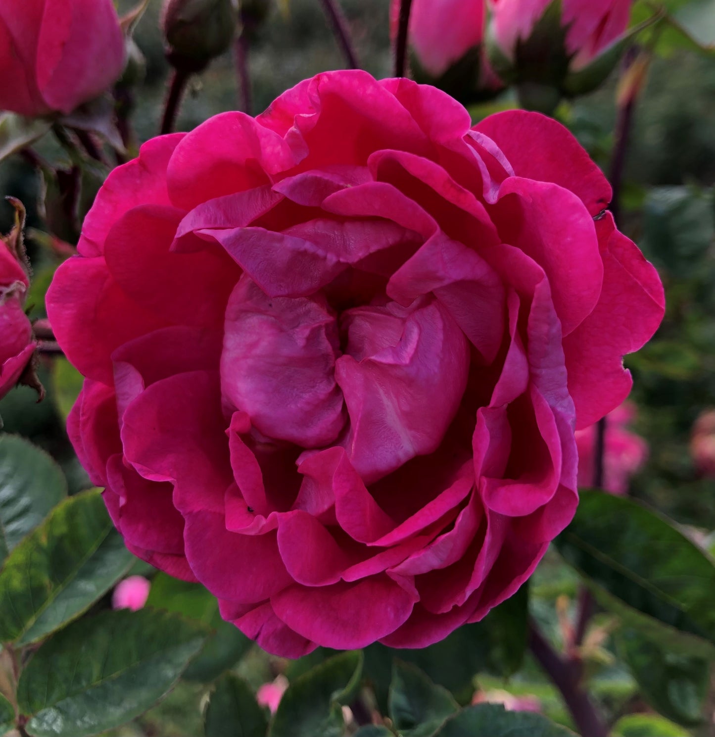 Many Thanks (Floribunda, Bush)