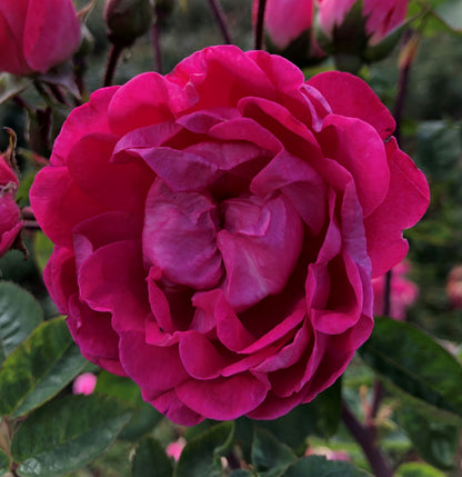Many Thanks (Floribunda, Bush)