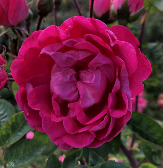 Many Thanks (Floribunda, Bush)