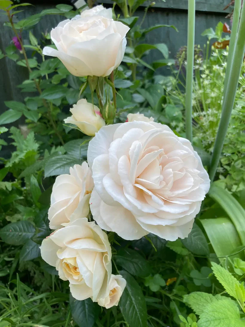 Champagne Moment (Bush)