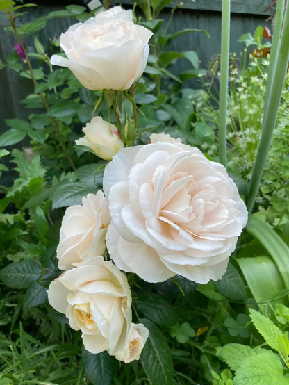 Champagne Moment (Bush)