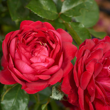 One in a Million (Hybrid Tea, Bush)