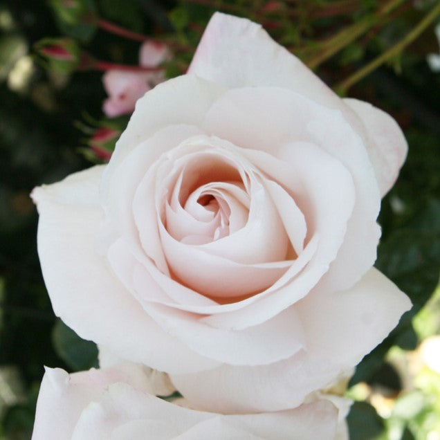 Buy White Roses | Henry Street Nursery