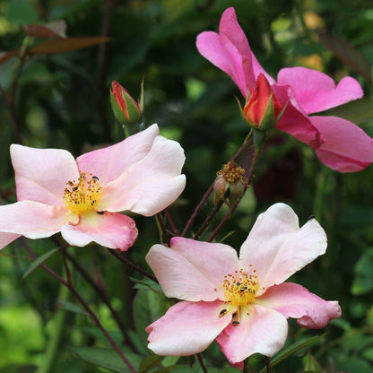 Rosa Mutabilis aka 'Butterfly Rose' (Shrub)