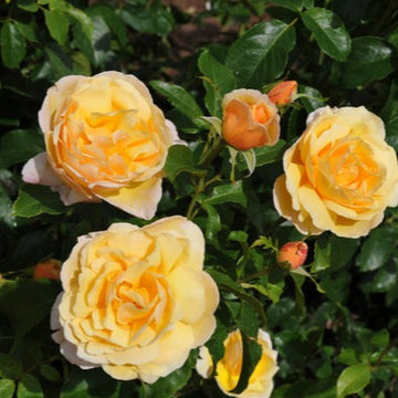 Named Roses | Henry Street Nursery