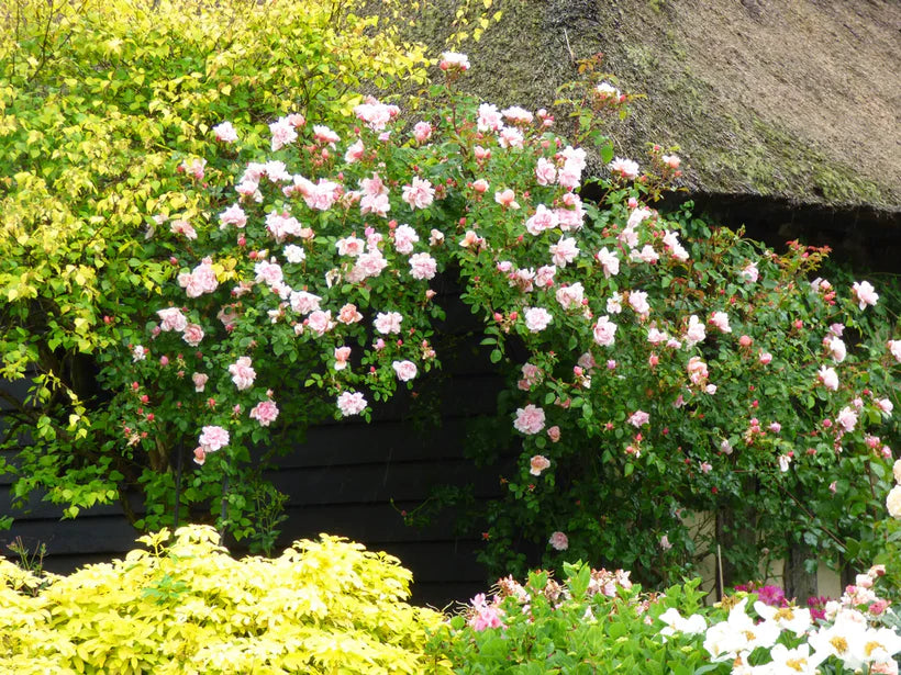 Albertine (Rambling)