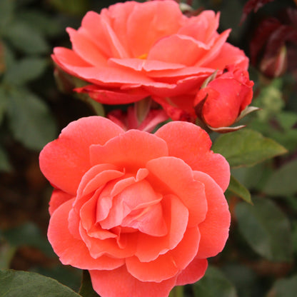 Happy Anniversary (Floribunda, Bush)