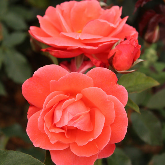 Happy Anniversary (Floribunda, Bush)