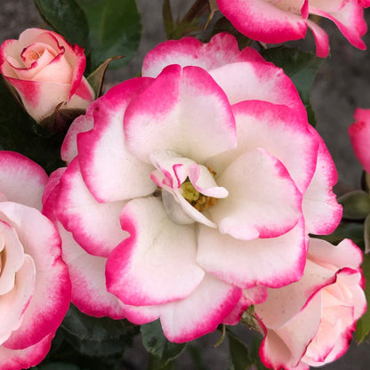 Art Deco (Floribunda, Bush)