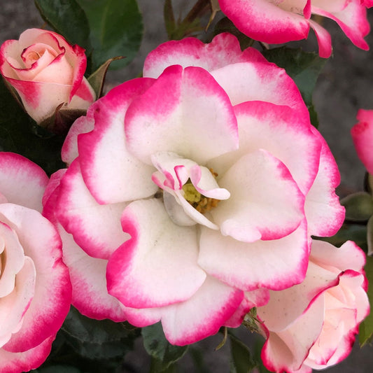 Art Deco (Floribunda, Bush)