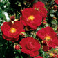 Flower Carpet Ruby (Bush)