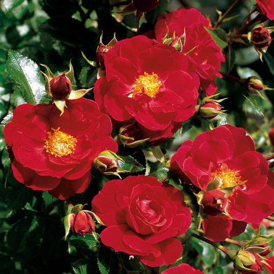 Flower Carpet Ruby (Bush)