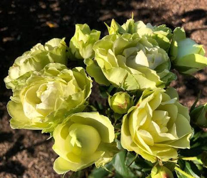 Green with Envy (Floribunda, Bush)