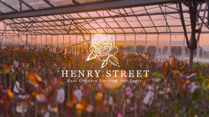 Grandpa's Rose (Floribunda, Bush)